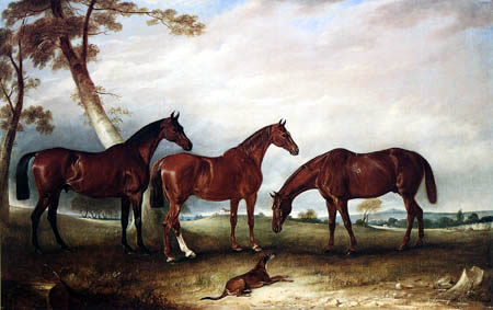 caballos de carreras. Tres caballos de carreras