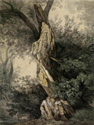 Carl Gustav Carus - Trunk of a Tree
