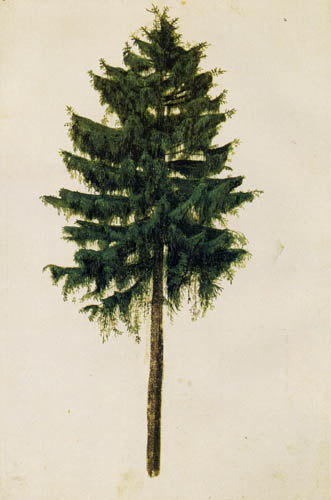 Albrecht Dürer - Study of a spruce