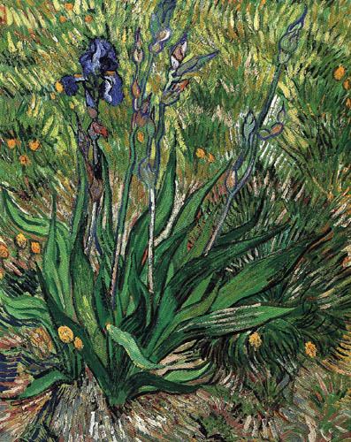 Vincent van Gogh - Schwertlilien