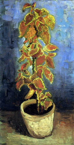 Vincent van Gogh - Maceta con coleo