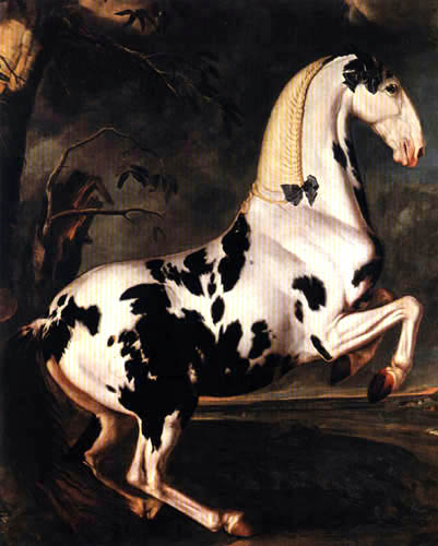 Johann Georg de Hamilton - A Piebald Horse from Eisgrub Stud Farm