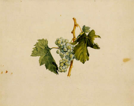 Franz Theobald Horny - Vigne