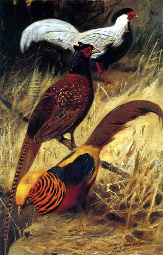 Wilhelm Kuhnert - Pheasants