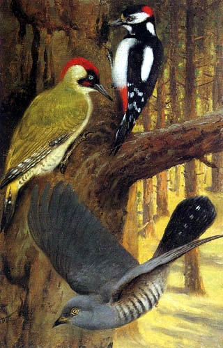 Wilhelm Kuhnert - Spotted woodpecker, Green woodpecker and Cuckoo
